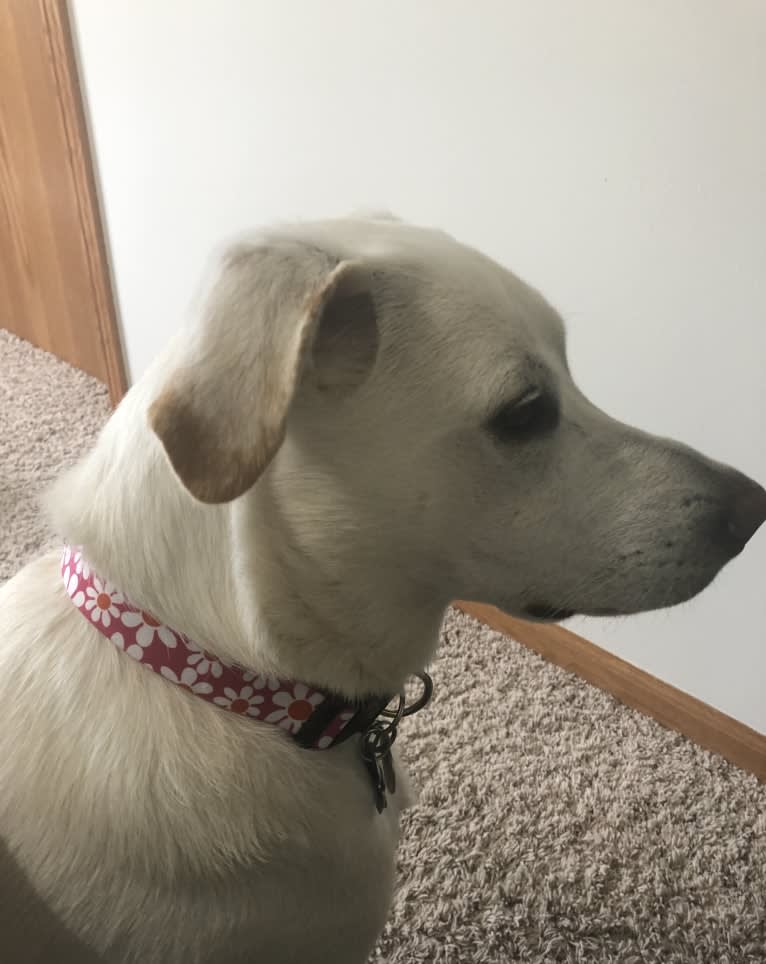 Maizee, a Great Pyrenees and German Shepherd Dog mix tested with EmbarkVet.com