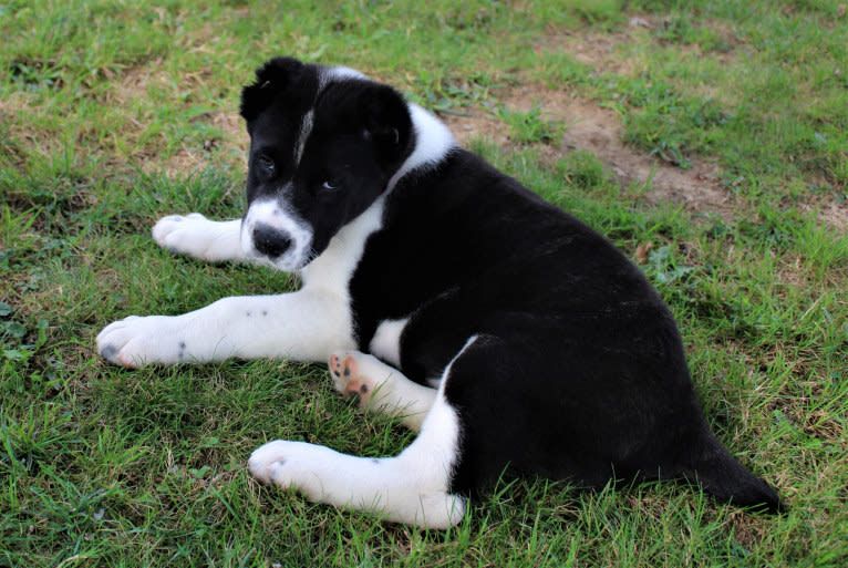 Poptart, a Central Asian Shepherd Dog tested with EmbarkVet.com