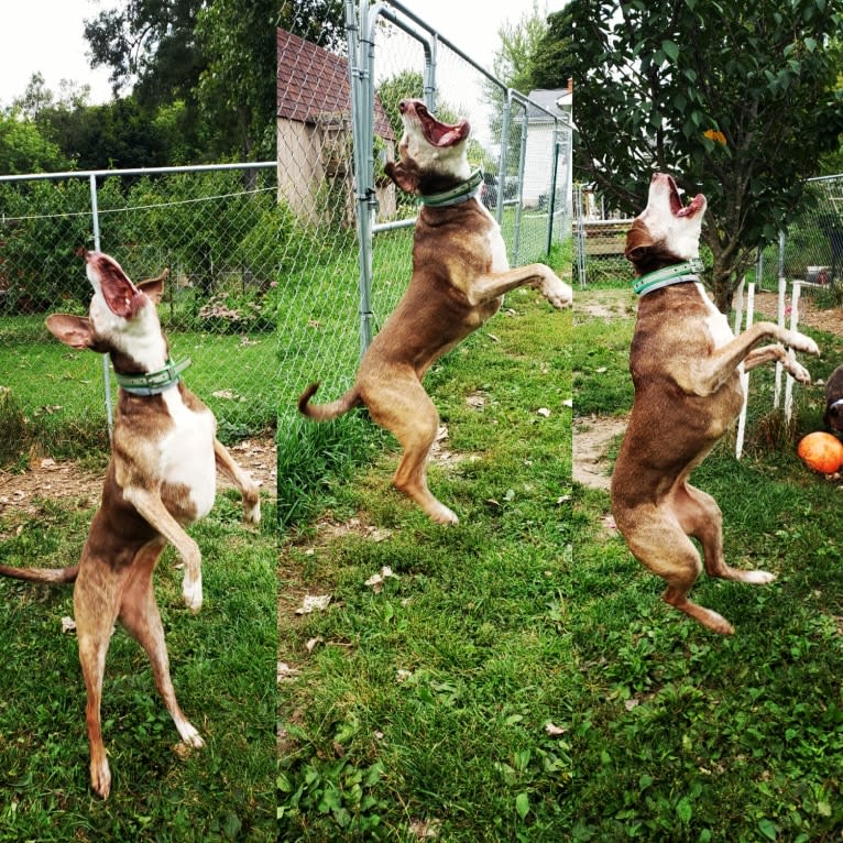 Josie, an American Pit Bull Terrier and English Springer Spaniel mix tested with EmbarkVet.com