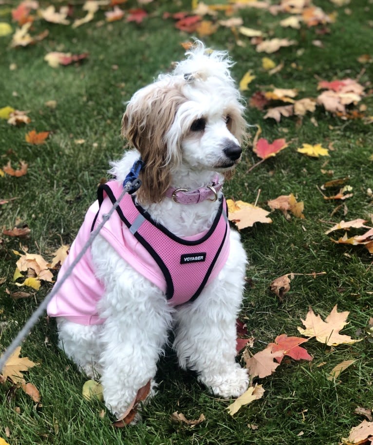 Trysta Belle, a Cockapoo tested with EmbarkVet.com