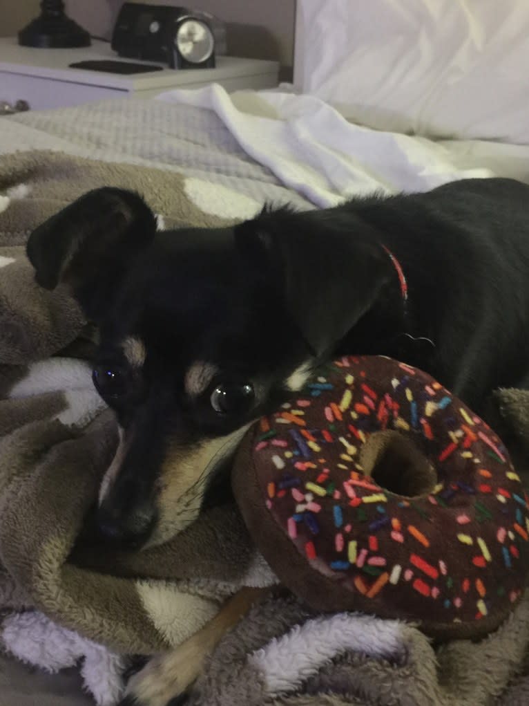 Jake, a Chihuahua and Dachshund mix tested with EmbarkVet.com