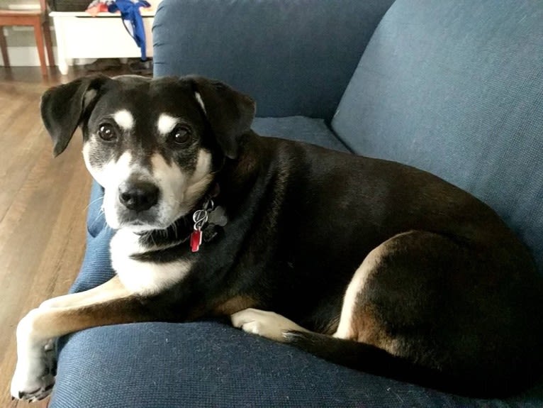 Lady, a Chow Chow and Labrador Retriever mix tested with EmbarkVet.com