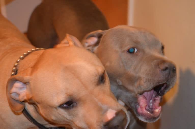 Creedence, an American Pit Bull Terrier and American Staffordshire Terrier mix tested with EmbarkVet.com
