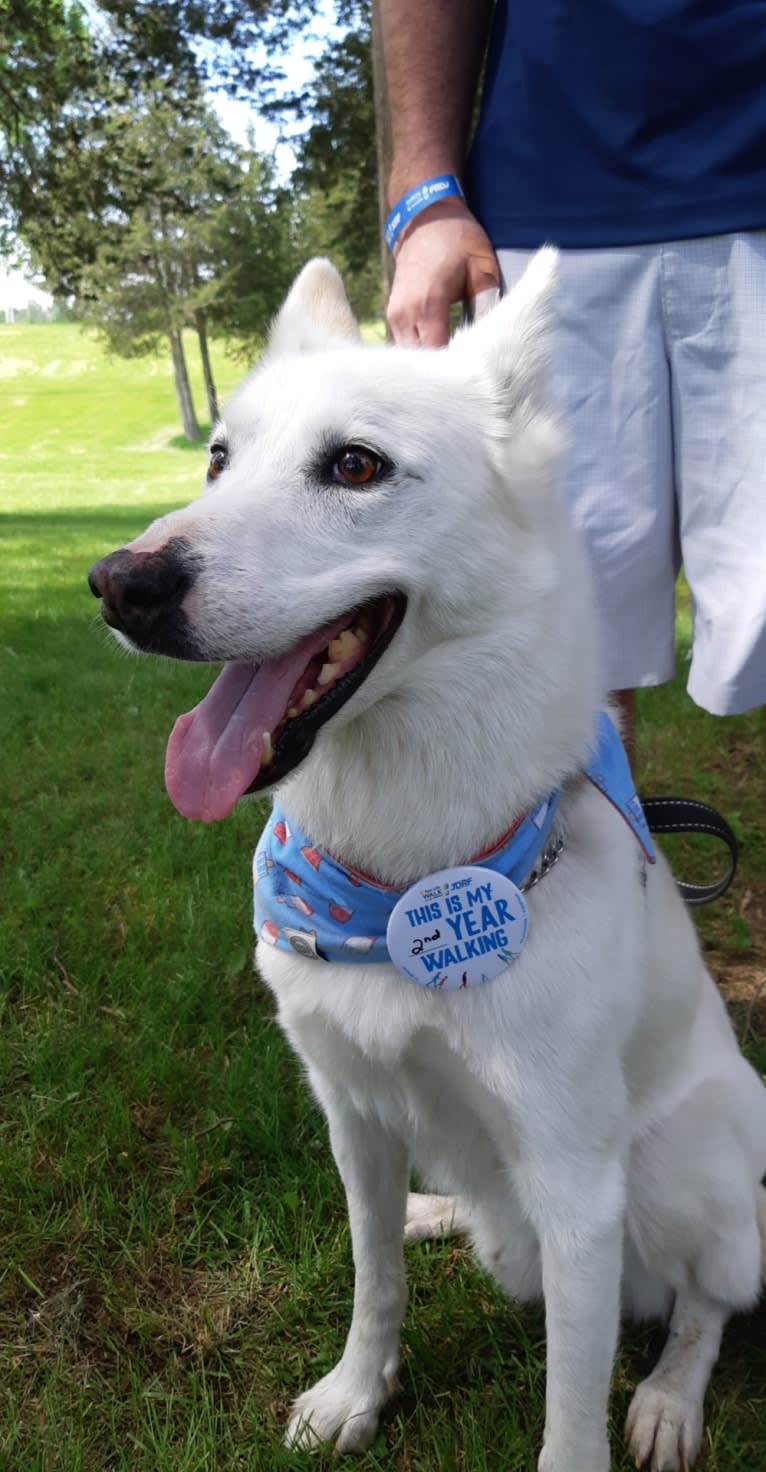 Charlie, an Alaskan-type Husky tested with EmbarkVet.com