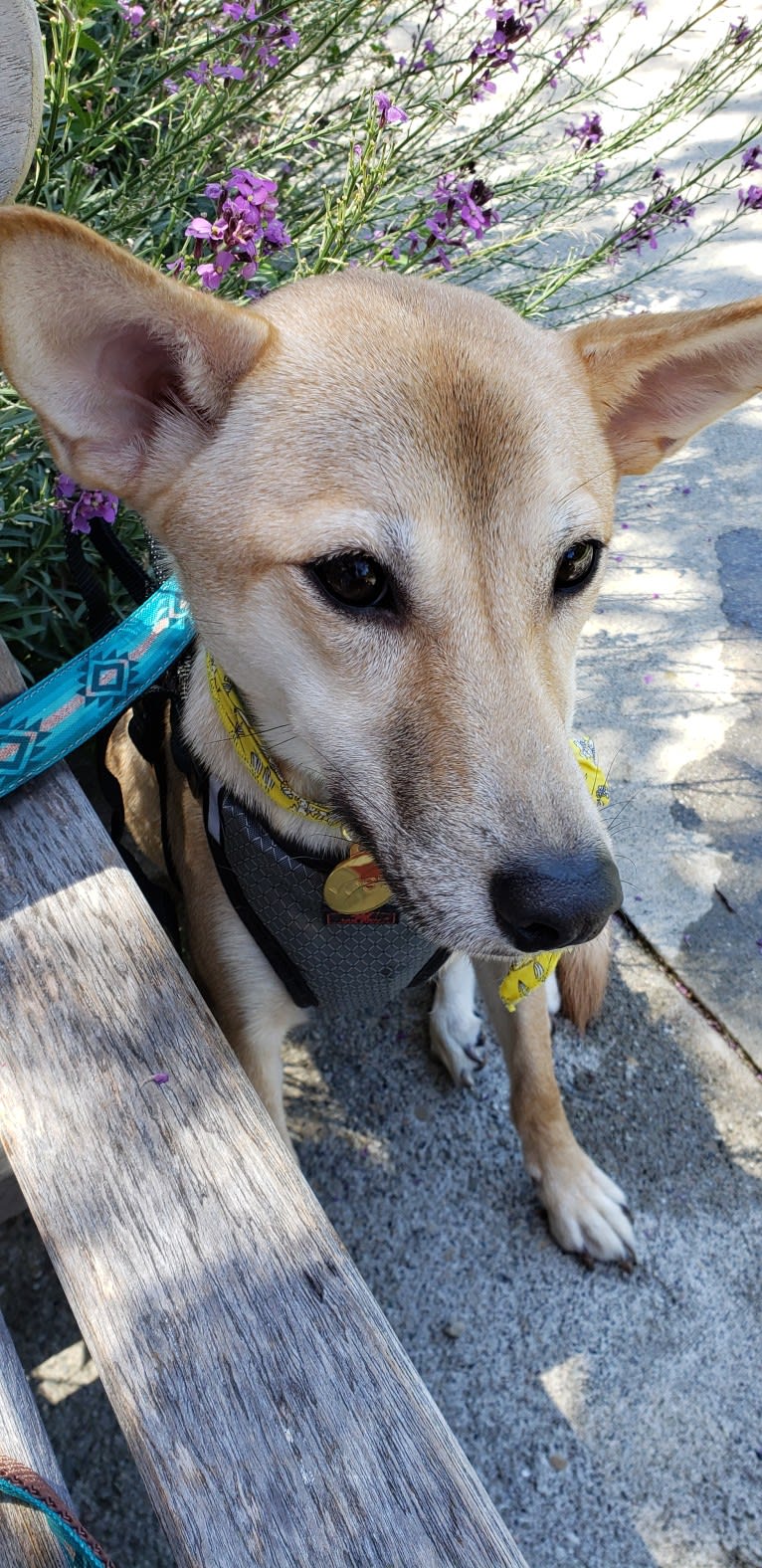 Yoshi, a Japanese or Korean Village Dog tested with EmbarkVet.com