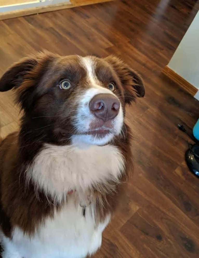 Atlas Mussatti, a Border Collie tested with EmbarkVet.com