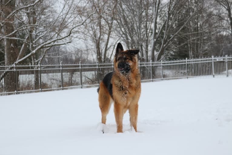 Moose, a German Shepherd Dog and Black Russian Terrier mix tested with EmbarkVet.com