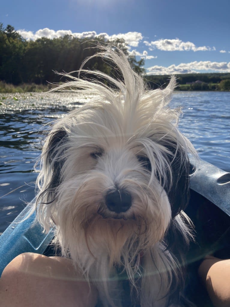 Squeegee, a Tibetan Terrier tested with EmbarkVet.com