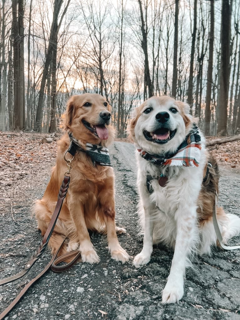 Marley, a Golden Retriever tested with EmbarkVet.com