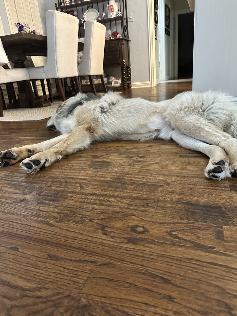 Moose, a Tibetan Mastiff tested with EmbarkVet.com