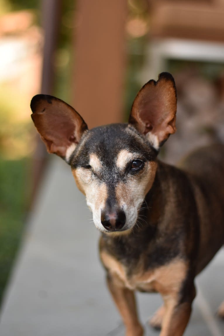 King Nigel, a Miniature Pinscher and Chihuahua mix tested with EmbarkVet.com