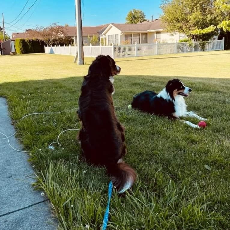 Jericho, an Australian Shepherd tested with EmbarkVet.com