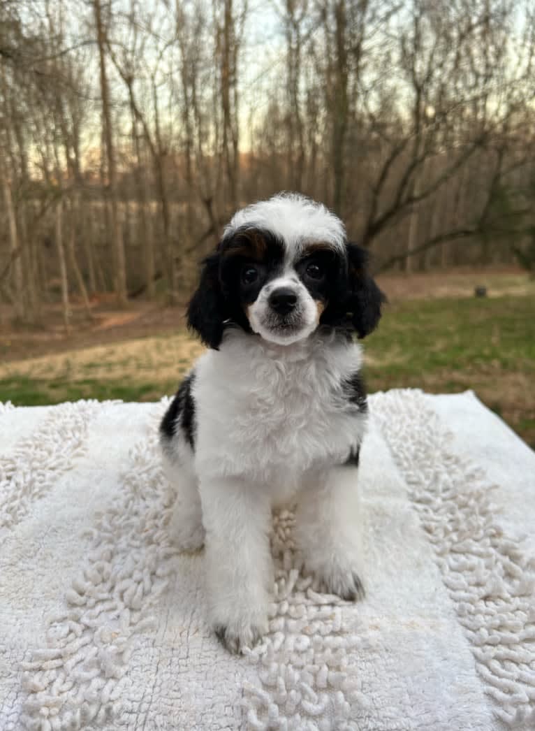 Maya, a Poodle (Small) tested with EmbarkVet.com