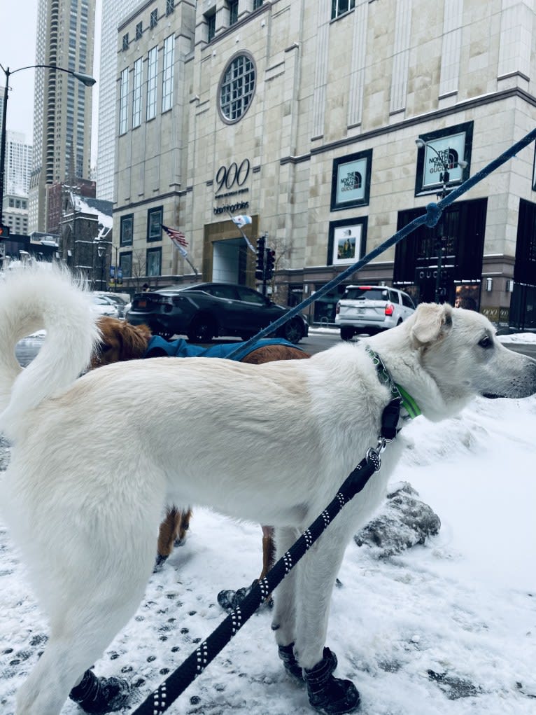 Lucky, a Great Pyrenees and German Shepherd Dog mix tested with EmbarkVet.com