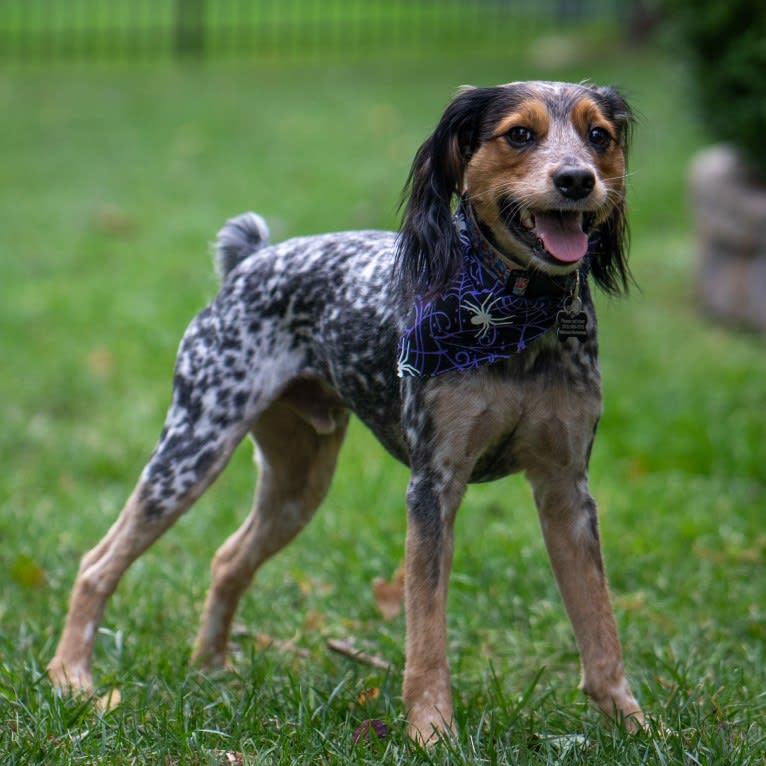 Banjo, an Australian Cattle Dog and Cocker Spaniel mix tested with EmbarkVet.com