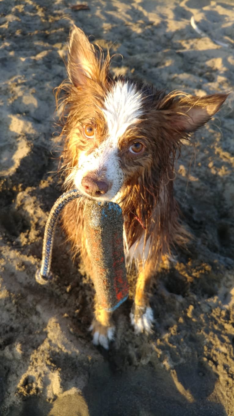 Koda, an Australian Shepherd tested with EmbarkVet.com