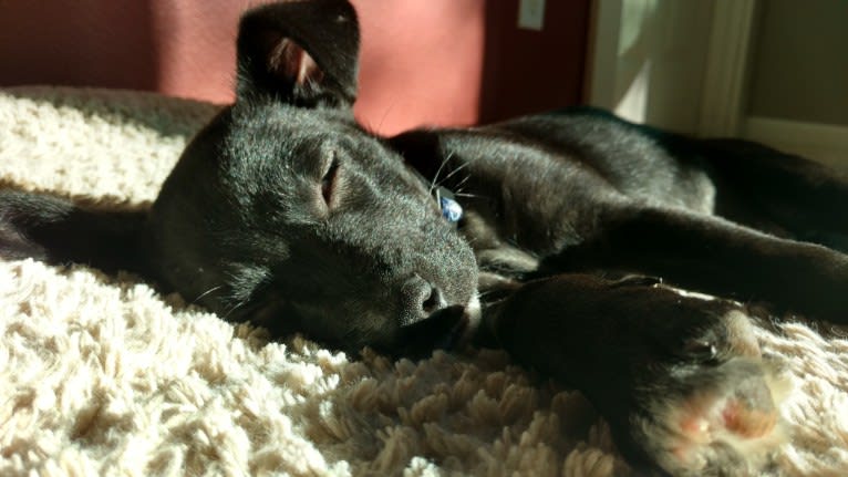 Moxie, a Staffordshire Terrier and Australian Cattle Dog mix tested with EmbarkVet.com