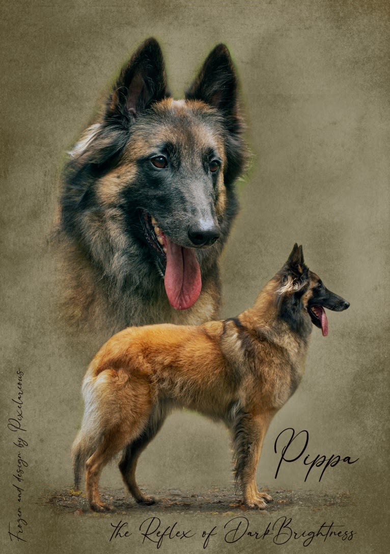 Pippa, a Belgian Shepherd tested with EmbarkVet.com