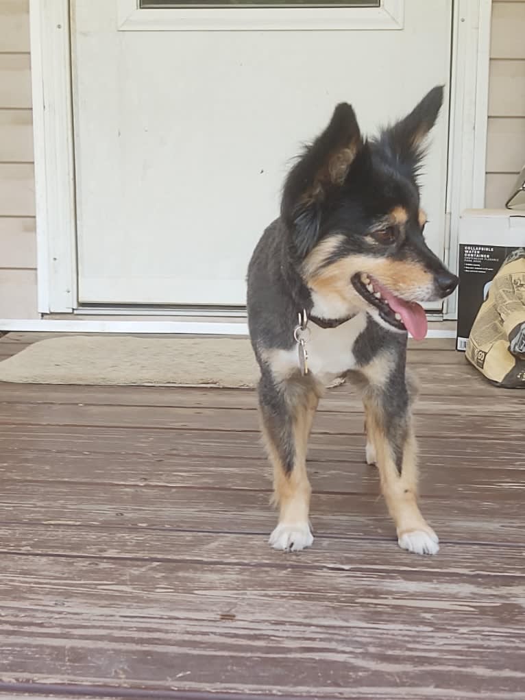 Scamp (a.k.a. Skamp), an Australian Shepherd tested with EmbarkVet.com