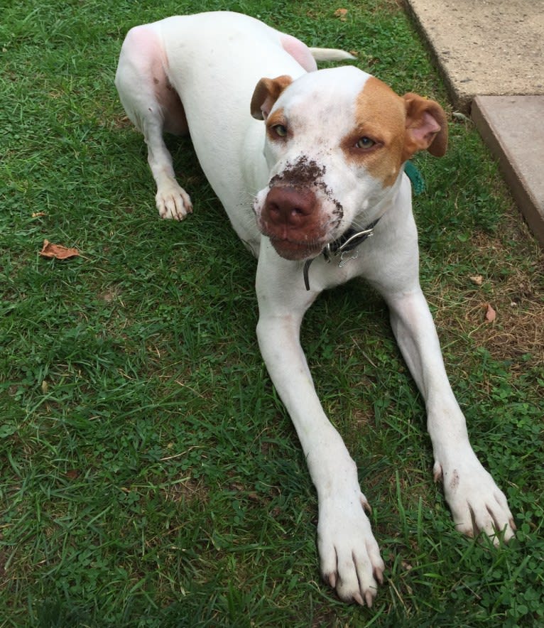 Freckles, an American Pit Bull Terrier and Chow Chow mix tested with EmbarkVet.com