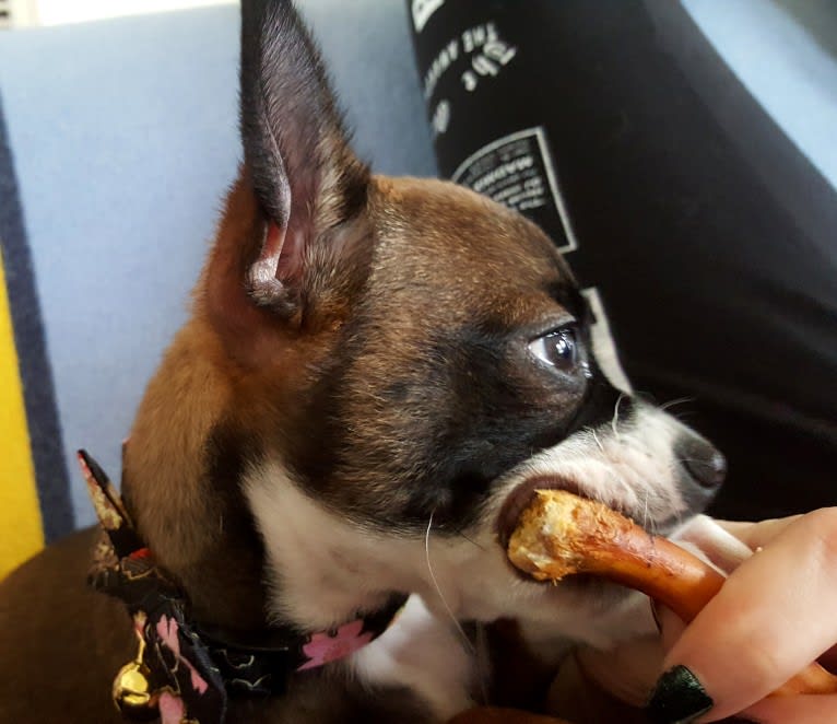 Cornelius, a Pug and Chihuahua mix tested with EmbarkVet.com
