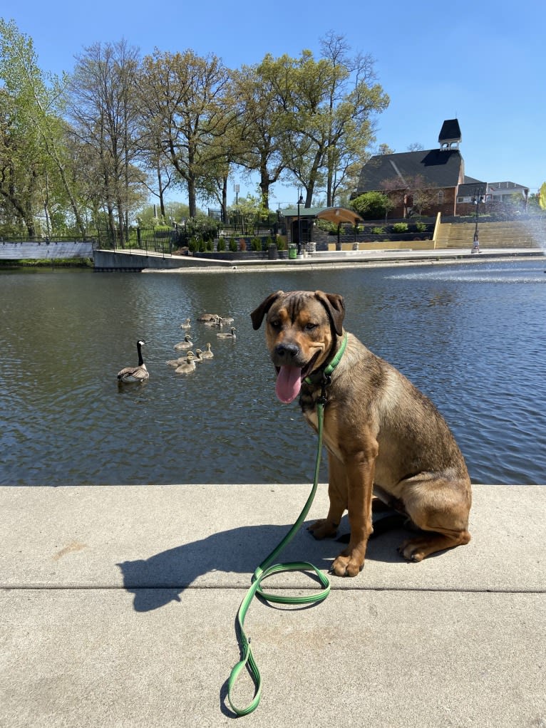 Lenny, a Rottweiler and American Pit Bull Terrier mix tested with EmbarkVet.com