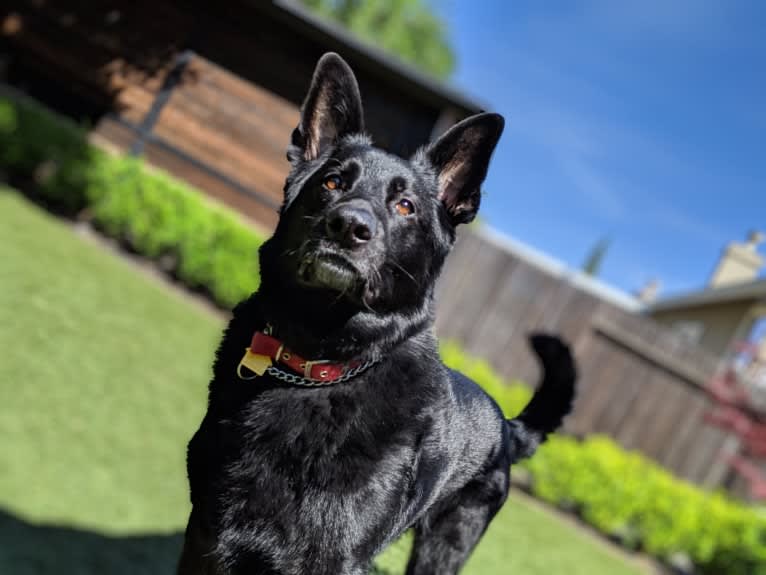 Argo Von Reichenberg, a German Shepherd Dog tested with EmbarkVet.com