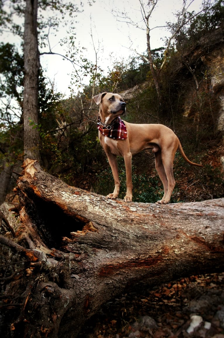 Lucian, an American Pit Bull Terrier and Rat Terrier mix tested with EmbarkVet.com