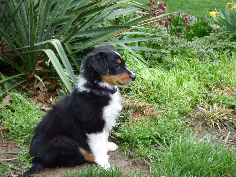 Jebediah Raphael, an English Shepherd tested with EmbarkVet.com