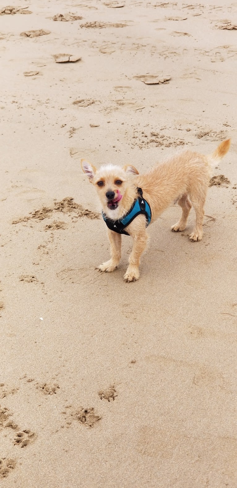 Toby, a Chihuahua and Poodle (Small) mix tested with EmbarkVet.com