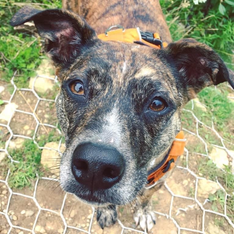 Quinn, an American Pit Bull Terrier and Australian Cattle Dog mix tested with EmbarkVet.com