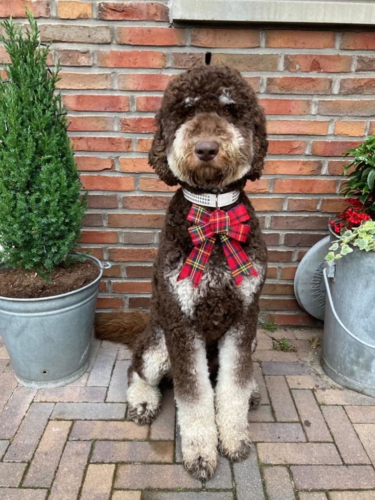 Gideon, a Poodle (Standard) tested with EmbarkVet.com