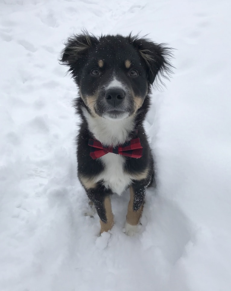 Koda, an Australian Cattle Dog and Rottweiler mix tested with EmbarkVet.com