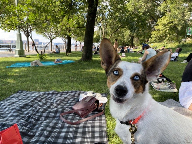 Marco, a Chihuahua and Siberian Husky mix tested with EmbarkVet.com