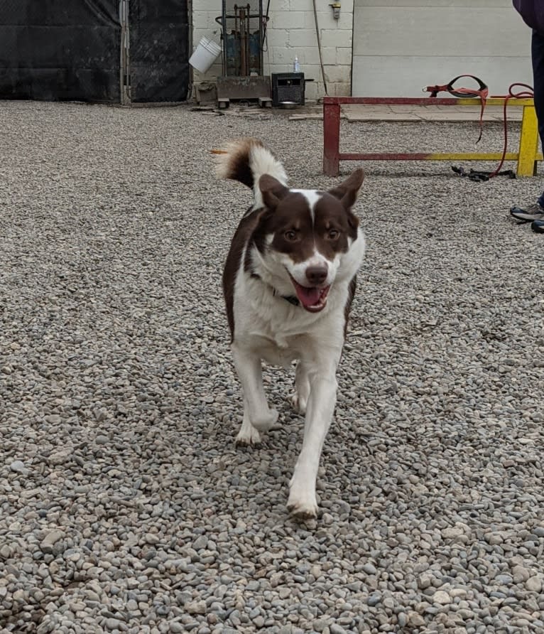 Aska, an Icelandic Sheepdog tested with EmbarkVet.com