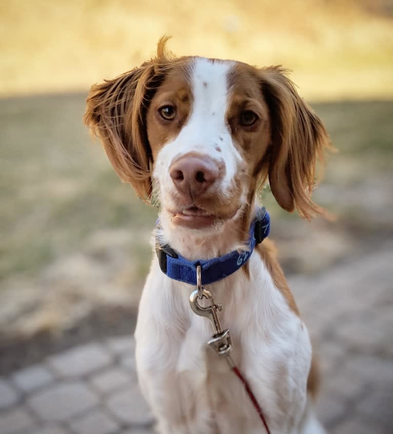 Oliver, a Brittany tested with EmbarkVet.com