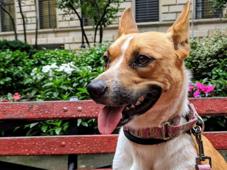 Gracie, an Australian Cattle Dog and Boxer mix tested with EmbarkVet.com