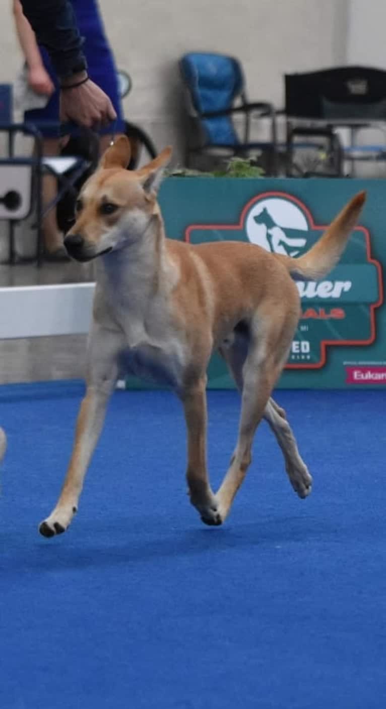 Bones, a Carolina Dog tested with EmbarkVet.com