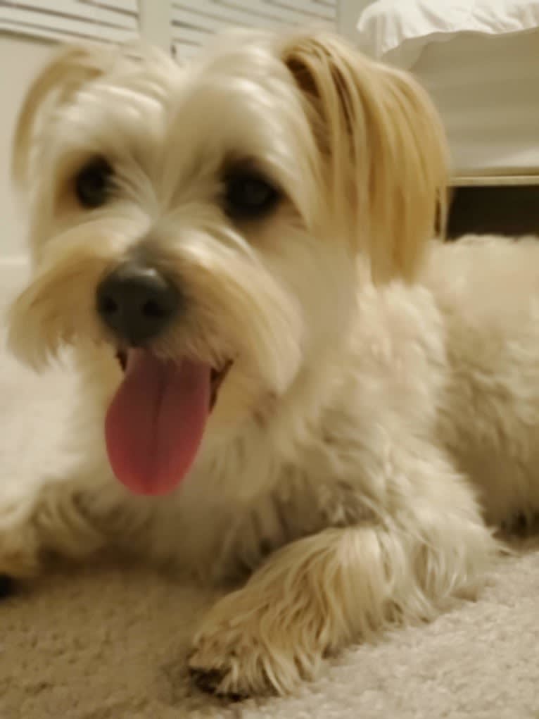 Bear, a Morkie tested with EmbarkVet.com