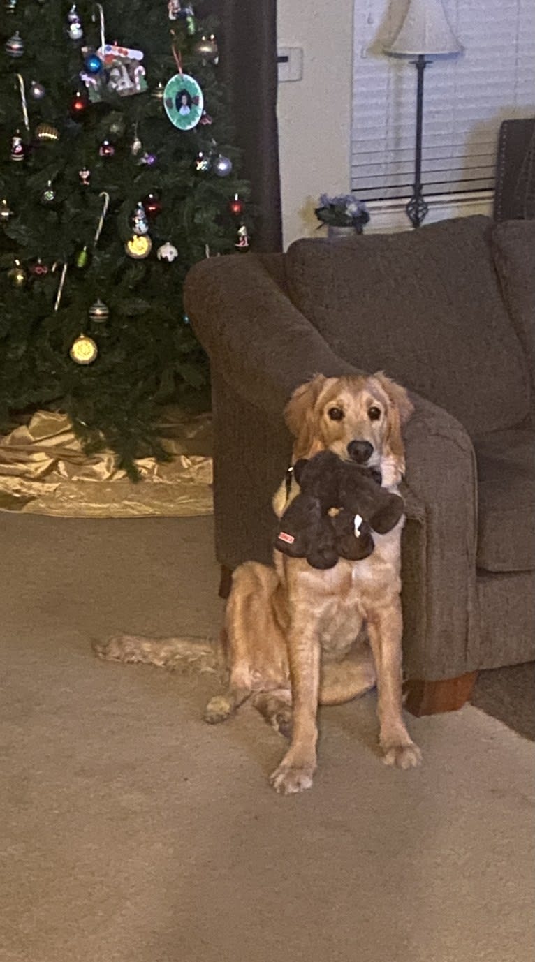 Echo, a Golden Retriever and Labrador Retriever mix tested with EmbarkVet.com