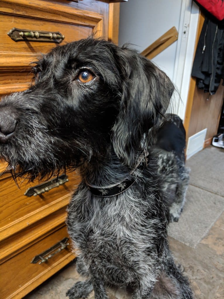 Elsa, a German Wirehaired Pointer tested with EmbarkVet.com