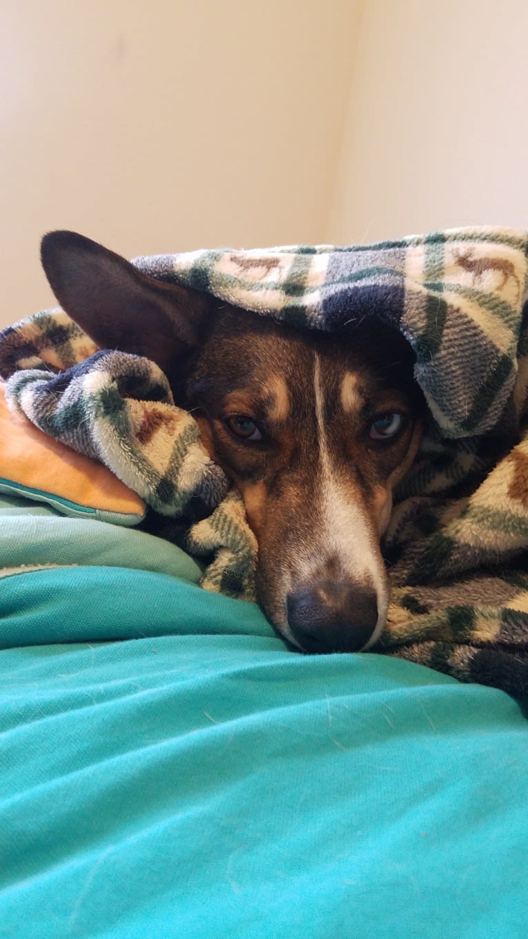 Nellie, a Doberman Pinscher and Siberian Husky mix tested with EmbarkVet.com