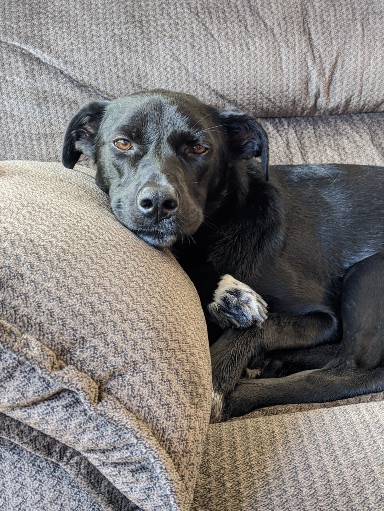 Kopa, an Australian Shepherd and American Pit Bull Terrier mix tested with EmbarkVet.com