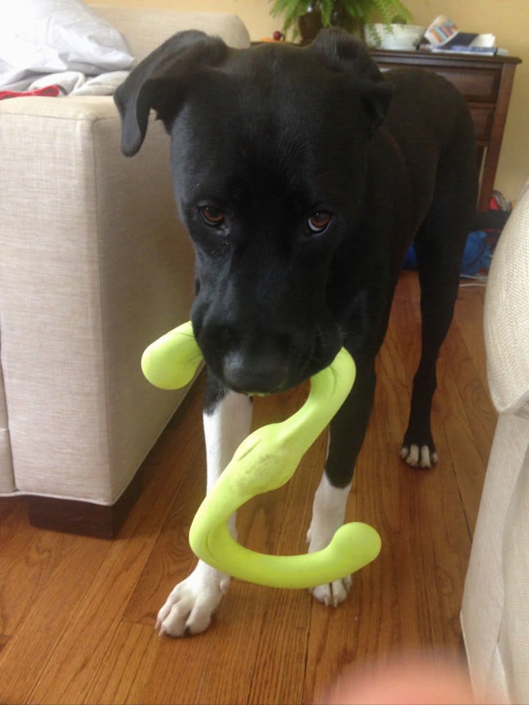 Max, a Staffordshire Terrier and Rottweiler mix tested with EmbarkVet.com