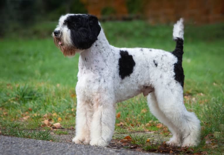 Leevi, a Lagotto Romagnolo and Portuguese Water Dog mix tested with EmbarkVet.com