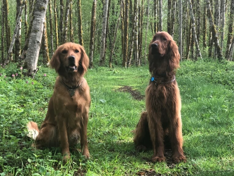 Lily, a Golden Retriever tested with EmbarkVet.com