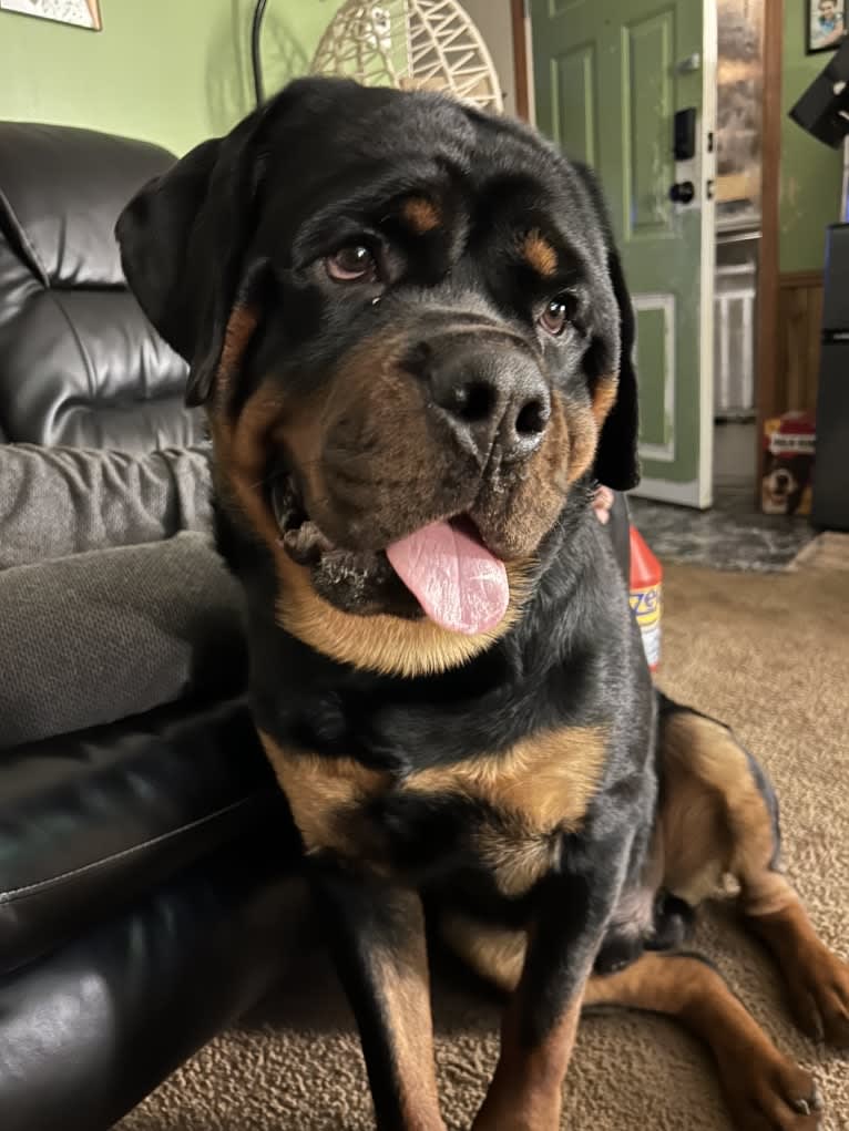 Chompy, a Rottweiler tested with EmbarkVet.com