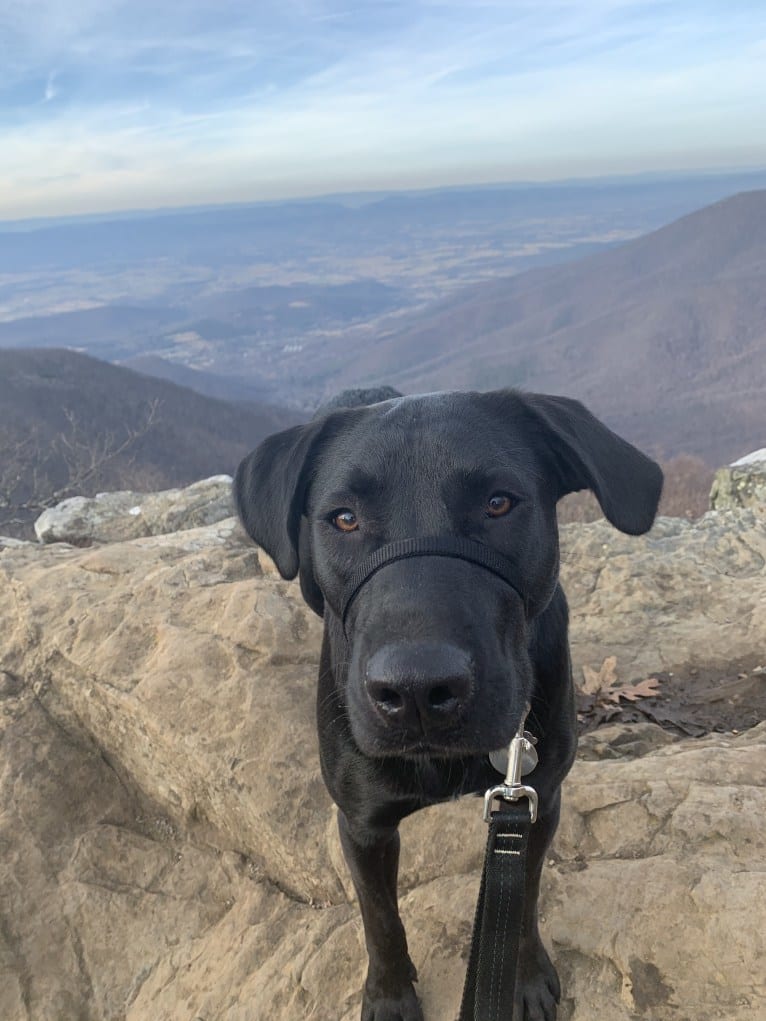 Rhett Butler, a Labrador Retriever and American Pit Bull Terrier mix tested with EmbarkVet.com