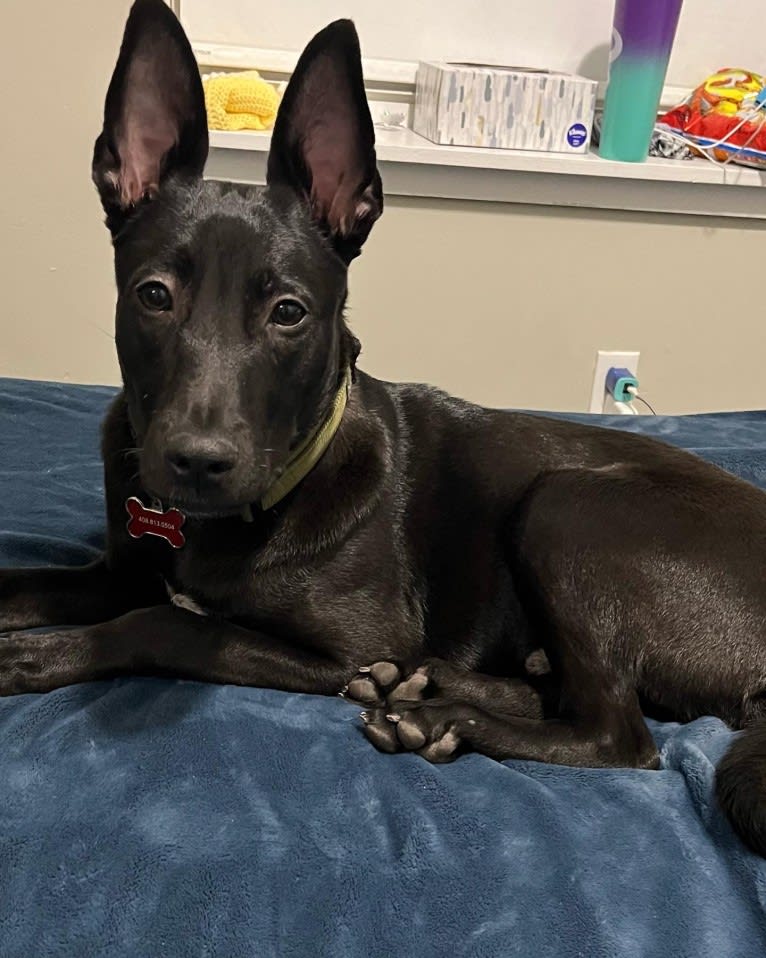 Archer, a Belgian Malinois and American Pit Bull Terrier mix tested with EmbarkVet.com