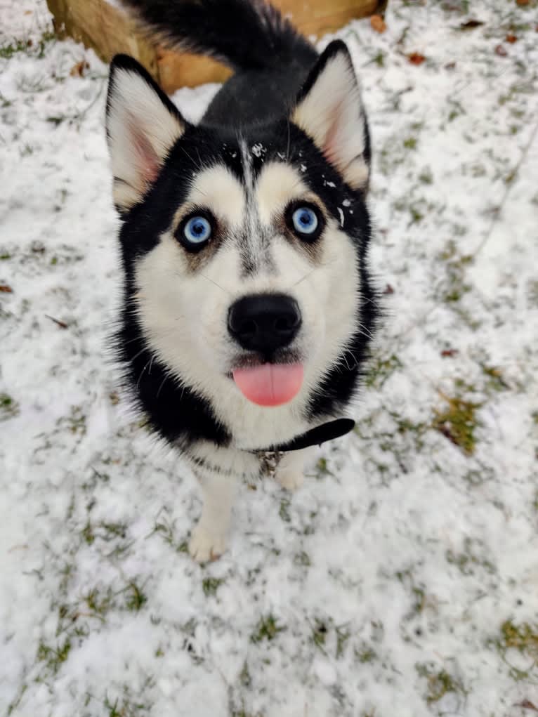 Gena, Gigi, a Pomsky tested with EmbarkVet.com